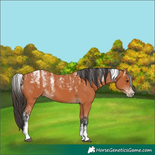 Horse Color:Powder White Bay 