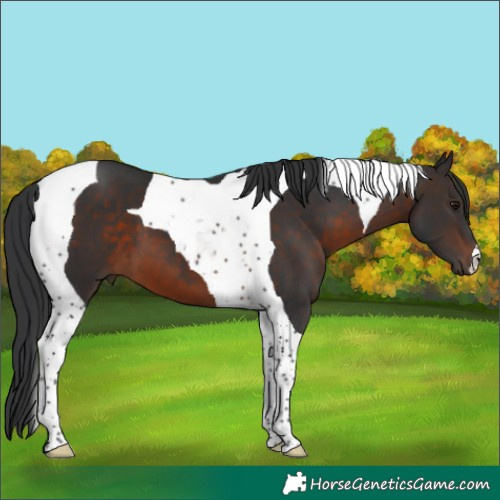 Horse Color:Brown Tobiano