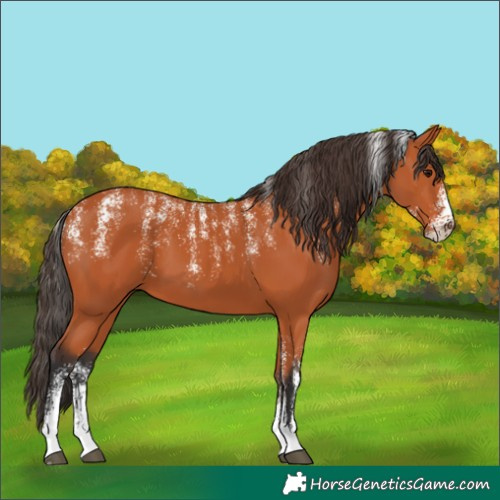 Horse Color:Powder White Bay 