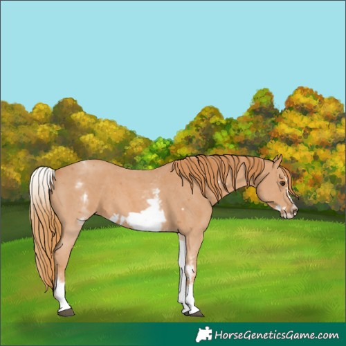 Horse Color:White Spotted Chestnut Sabino Frame 