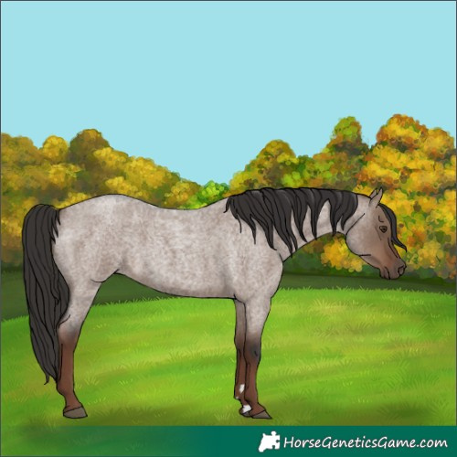 Horse Color:Liver Red Dun Roan Rabicano 