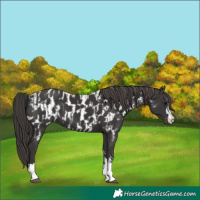 Horse Color:Smoky Black and Smoky Black Appaloosa
