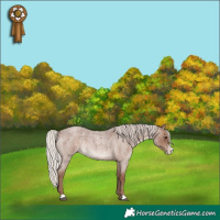 Horse Color:Silver Blue Roan Frame Rabicano