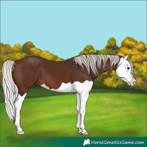 Horse Color:Silver Brown Splash 