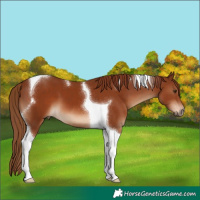 Horse Color:Chestnut Tobiano 