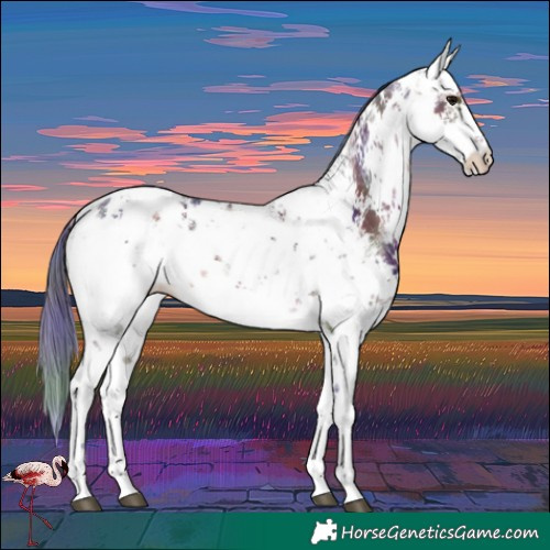 Horse Color:Nacre White Spotted Brown Sabino Appaloosa
