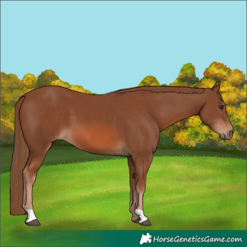 Horse Color:Chestnut 