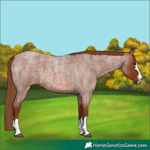 Horse Color:Red Roan 