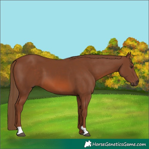 Horse Color:Chestnut 