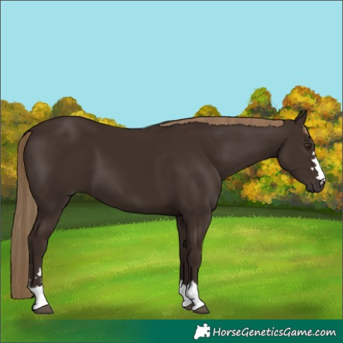 Horse Color:Liver Chestnut 