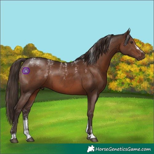 Horse Color:Powder White Liver Chestnut