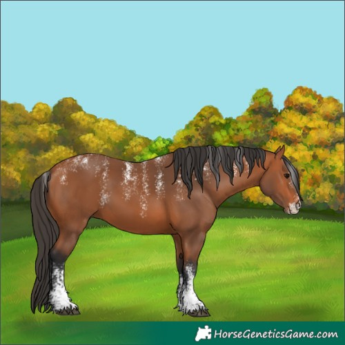 Horse Color:Powder White Bay