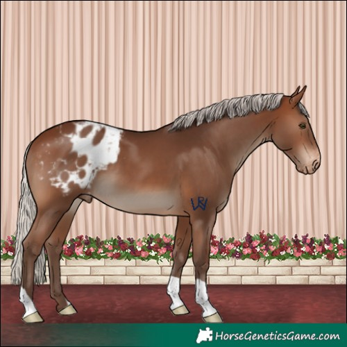 Horse Color:Silver Brown Appaloosa 