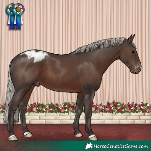 Horse Color:Silver Black Appaloosa