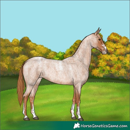 Horse Color:Powder White Red Roan