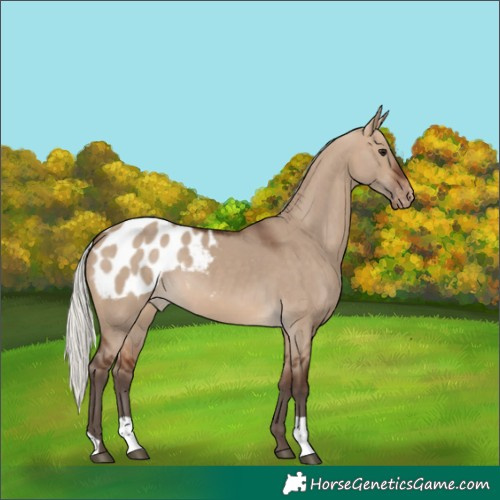 Horse Color:Silver Brown Dun Appaloosa