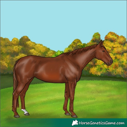 Horse Color:Chestnut 