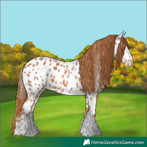 Horse Color:Chestnut Appaloosa
