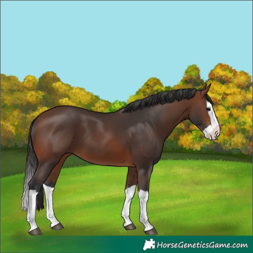 Horse Color:Brown Splash