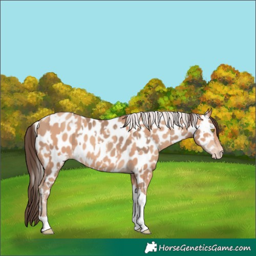 Horse Color:Amber Champagne Sabino Tobiano Appaloosa and Silver Amber Champagne Sabino Tobiano Appaloosa