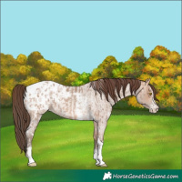 Horse Color:Amber Champagne Sabino Tobiano Appaloosa  and Amber Champagne Roan Sabino Appaloosa 