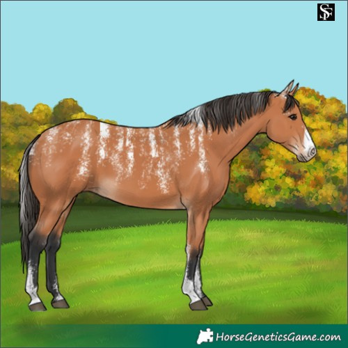 Horse Color:Powder White Bay 