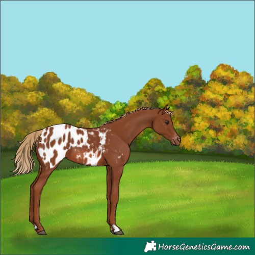 Horse Color:Chestnut Appaloosa