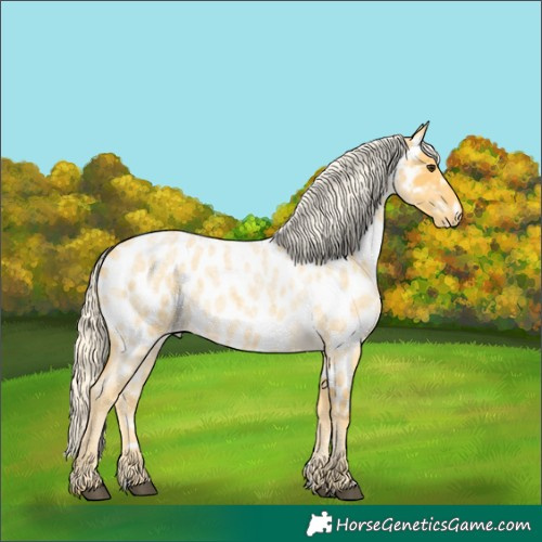 Horse Color:Unknown 