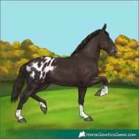 Horse Color:Liver Chestnut Appaloosa 