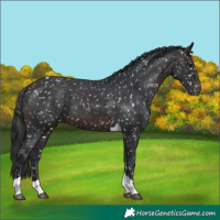 Horse Color:Brown Tobiano Appaloosa 