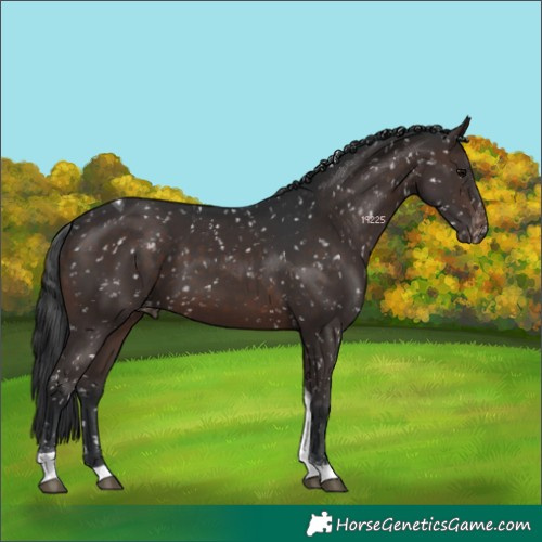 Horse Color:Brown Tobiano Appaloosa 