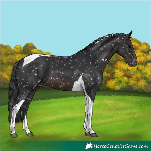 Horse Color:Brown Tobiano Appaloosa 