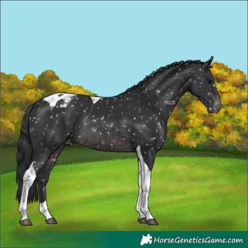 Horse Color:Platinum Brown Tobiano Appaloosa Rabicano 