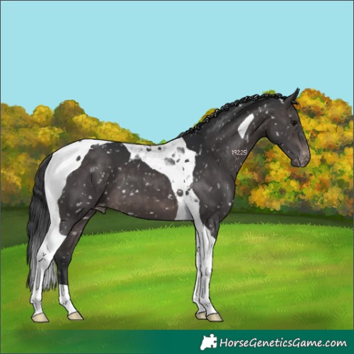 Horse Color:Platinum Brown Tobiano Appaloosa 