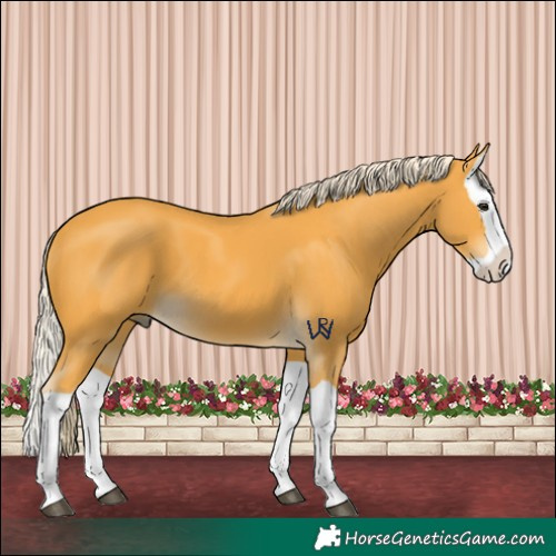 Horse Color:Palomino Splash