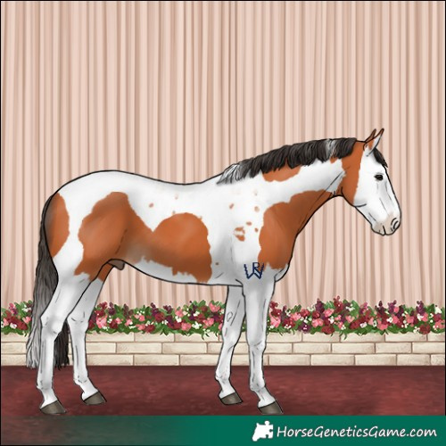 Horse Color:Bay Splash Tobiano