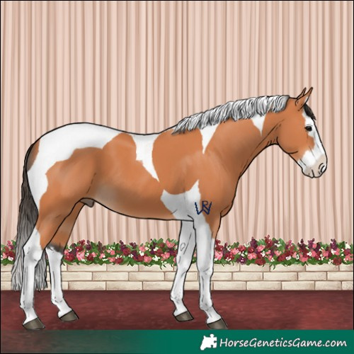 Horse Color:Bay Splash Tobiano 