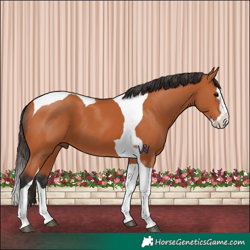 Horse Color:Bay Splash Tobiano 
