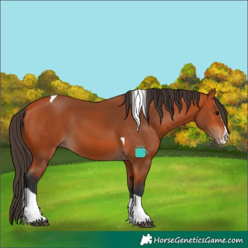 Horse Color:Bay Splash Tobiano 