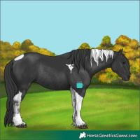 Horse Color:Black Tobiano Rabicano
