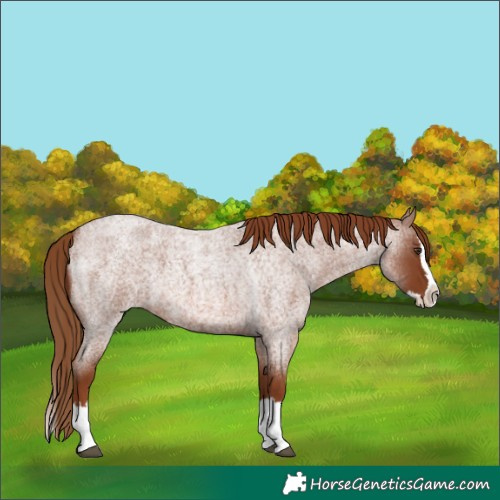 Horse Color:Red Roan Splash 
