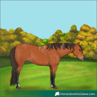 Horse Color:Powder White Bay