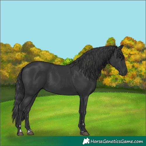 Horse Color:Black and Black
