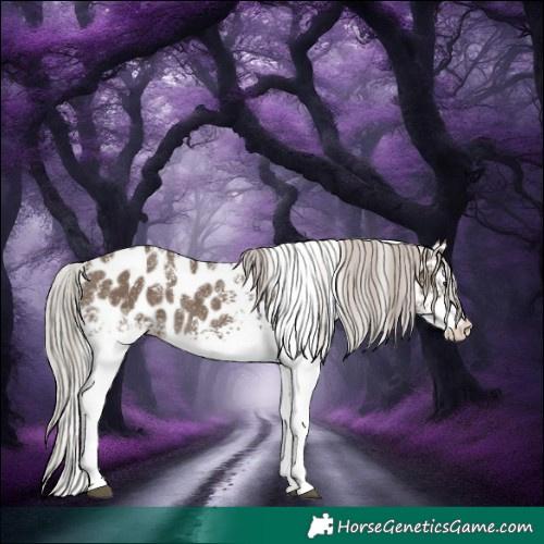 Horse Color:Powder White White Spotted Silver Grullo Leopard Rabicano 