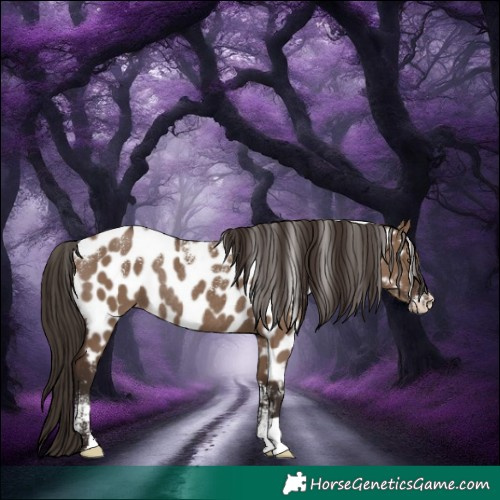Horse Color:Powder White Liver Red Dun Appaloosa Rabicano