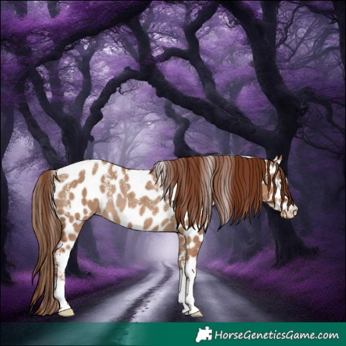 Horse Color:Powder White Red Dun Appaloosa Rabicano