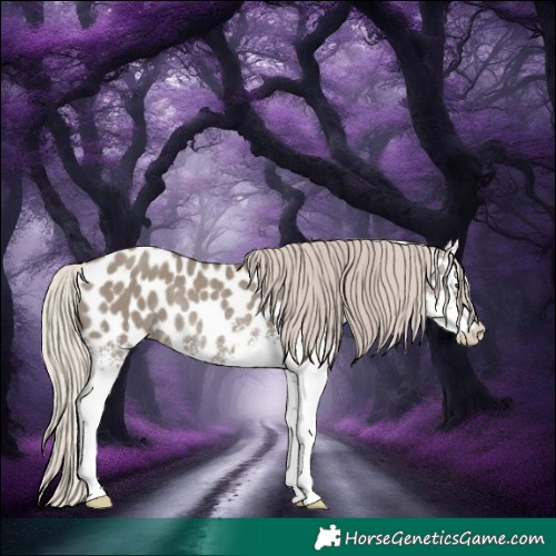 Horse Color:White Spotted Silver Grullo Appaloosa Rabicano 