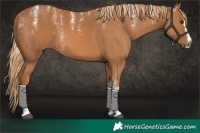 Horse Color:Powder White Chestnut 
