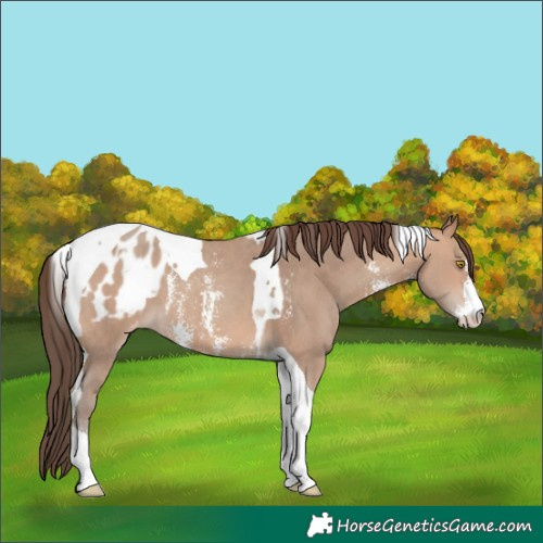 Horse Color:Amber Champagne Sabino Tobiano Appaloosa  and Amber Champagne Sabino Tobiano Appaloosa 