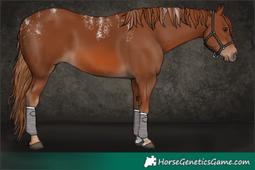 Horse Color:Powder White Chestnut